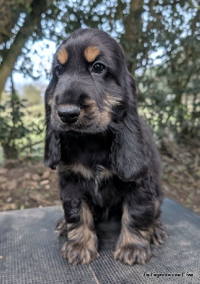 de la légende des elfes - Cocker Spaniel Anglais - Portée née le 15/11/2024