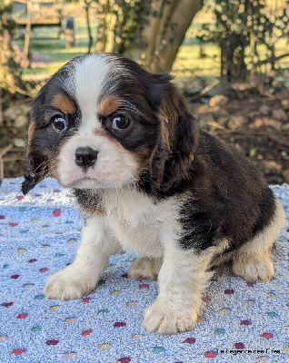 de la légende des elfes - Cavalier King Charles Spaniel - Portée née le 08/12/2024