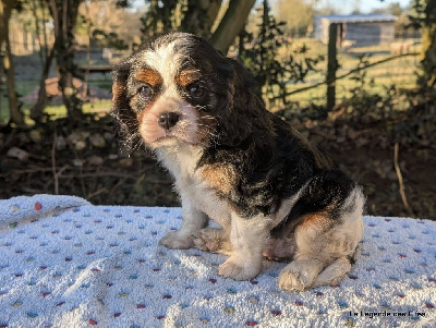 de la légende des elfes - Cavalier King Charles Spaniel - Portée née le 11/12/2024