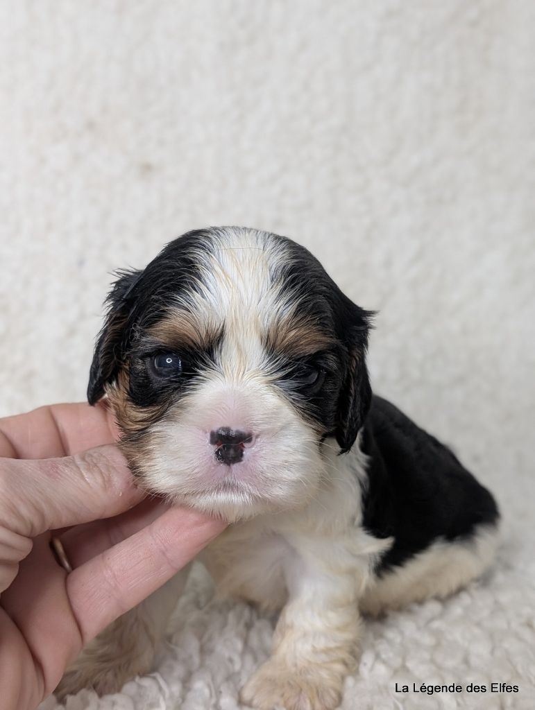 de la légende des elfes - Chiot disponible  - Cavalier King Charles Spaniel