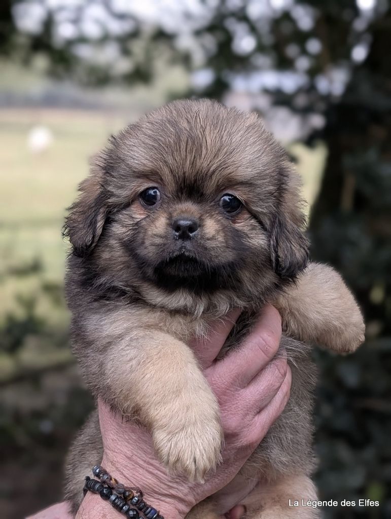 de la légende des elfes - Chiot disponible  - Epagneul tibetain