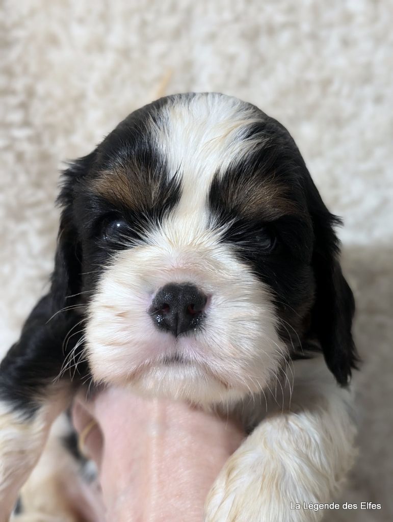 de la légende des elfes - Chiot disponible  - Cavalier King Charles Spaniel