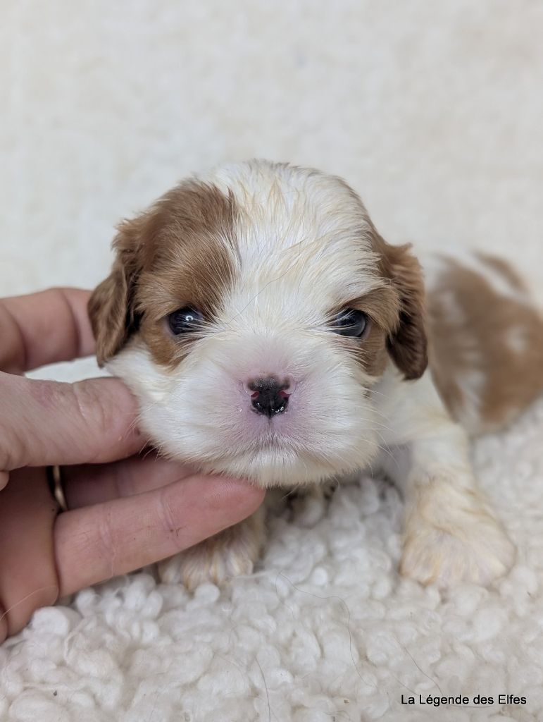 de la légende des elfes - Chiot disponible  - Cavalier King Charles Spaniel