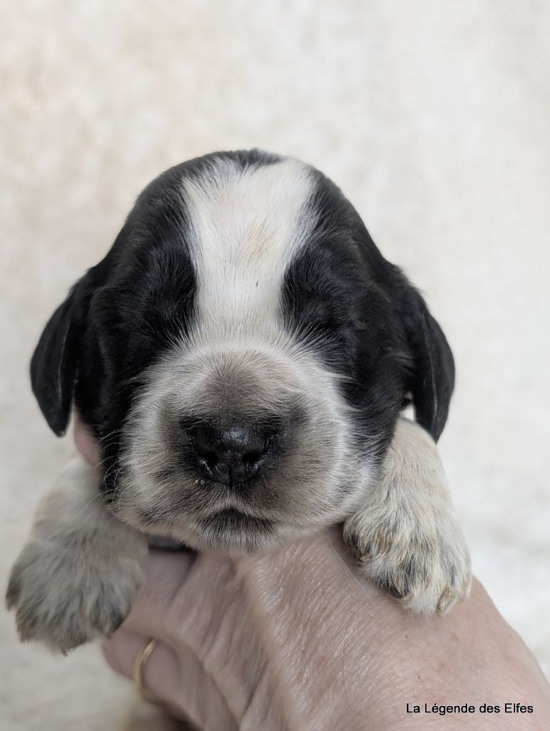 de la légende des elfes - Chiot disponible  - Cocker Spaniel Anglais