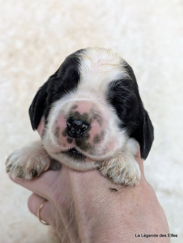 de la légende des elfes - Chiot disponible  - Cocker Spaniel Anglais