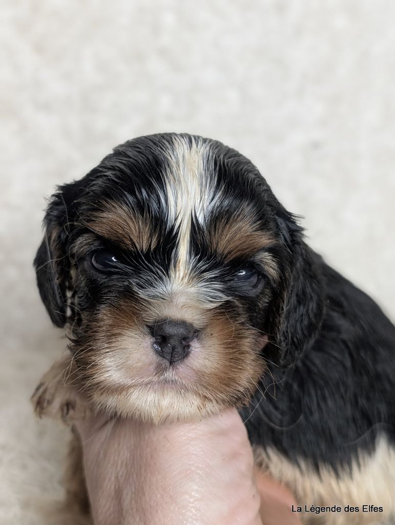 de la légende des elfes - Chiot disponible  - Cavalier King Charles Spaniel