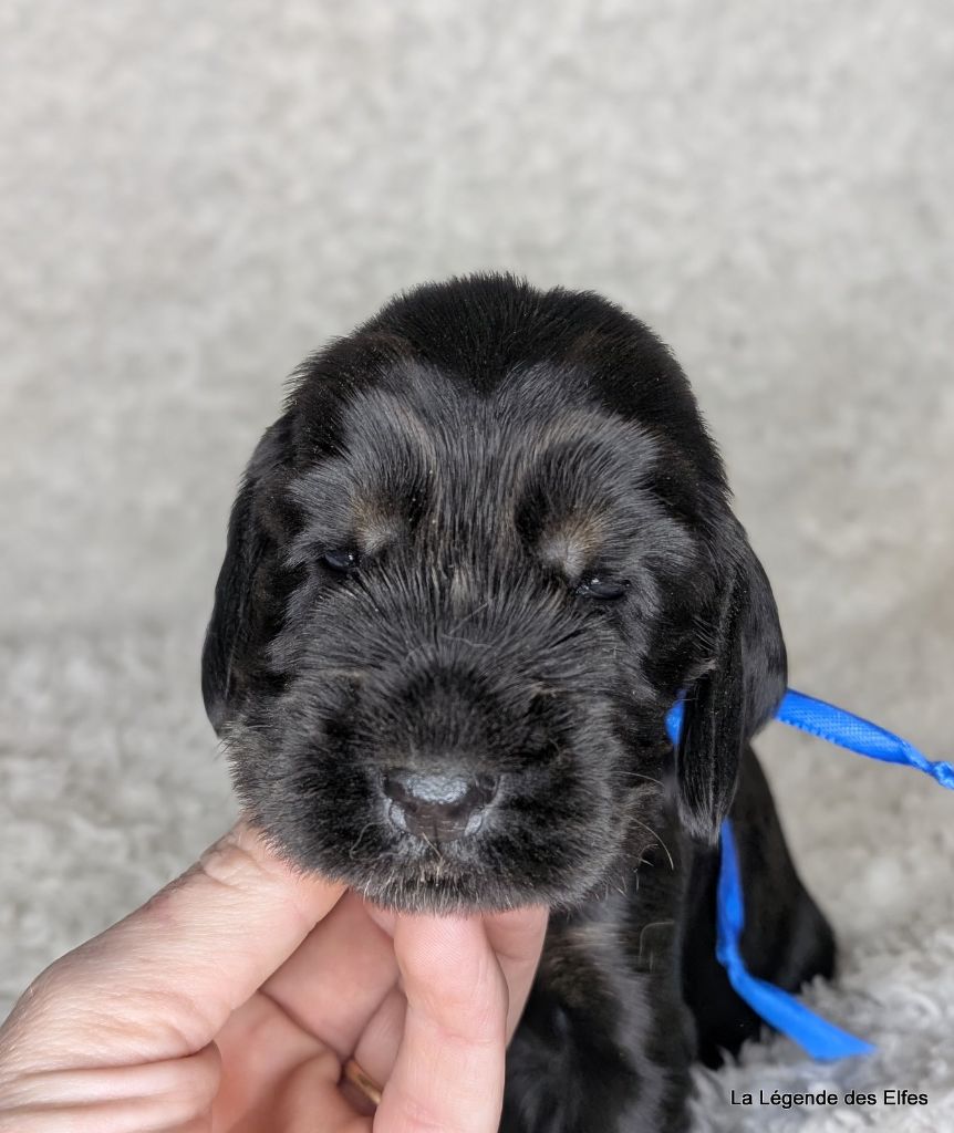 de la légende des elfes - Chiot disponible  - Cocker Spaniel Anglais