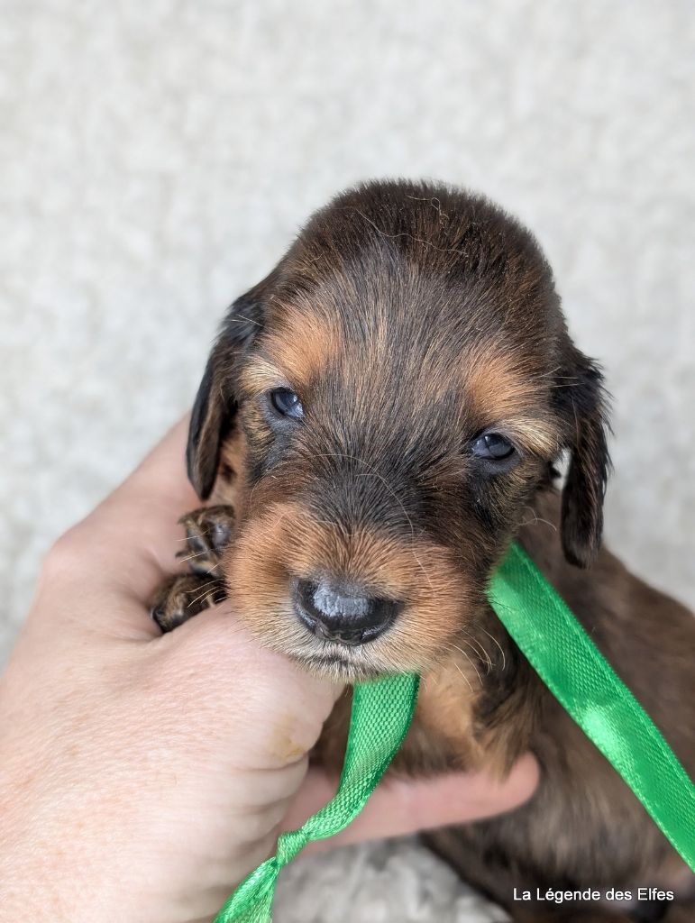 de la légende des elfes - Chiot disponible  - Teckel poil long