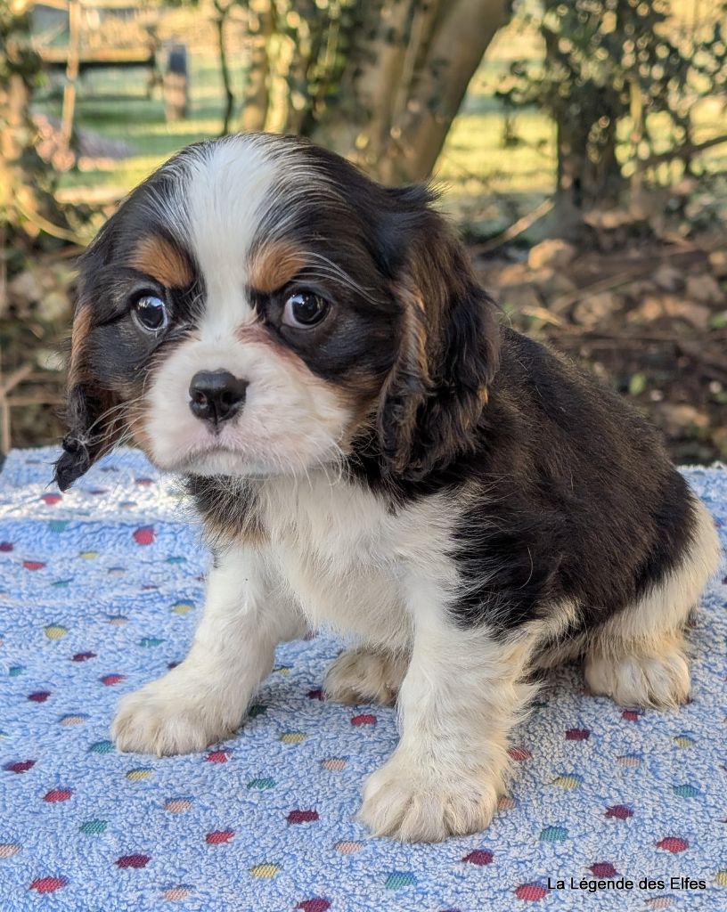 de la légende des elfes - Chiot disponible  - Cavalier King Charles Spaniel