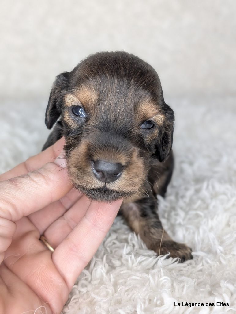 de la légende des elfes - Chiot disponible  - Teckel poil long