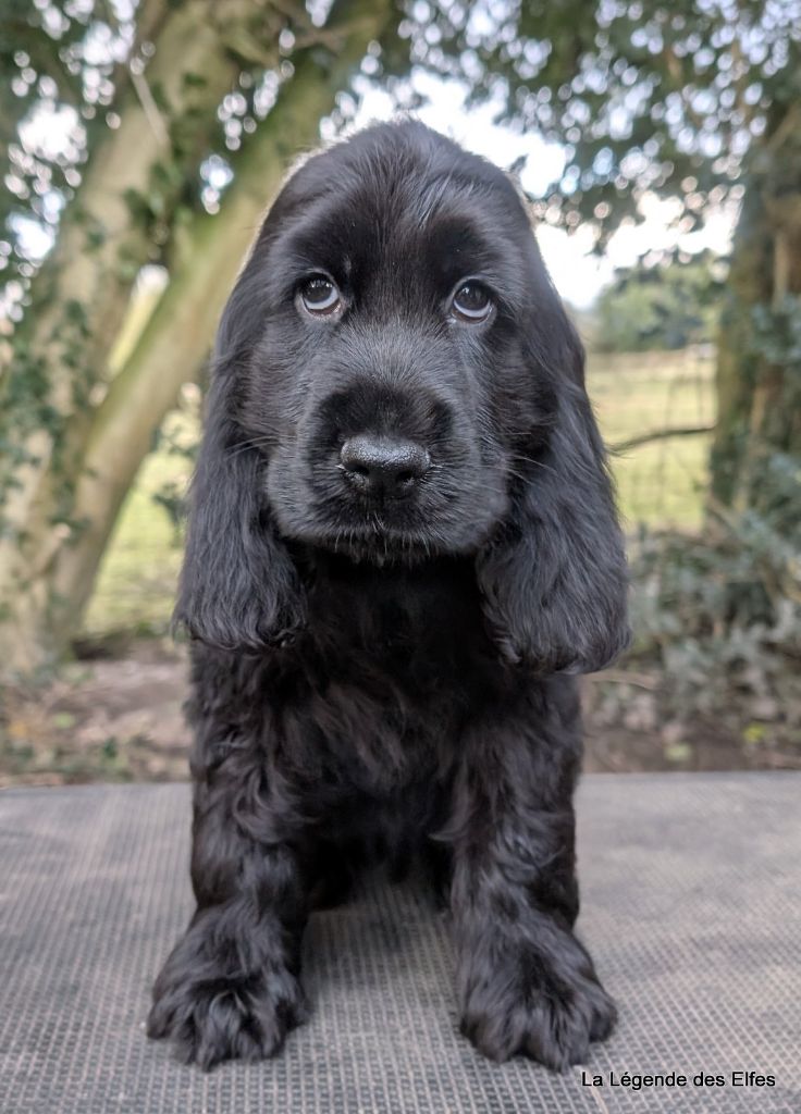 de la légende des elfes - Chiot disponible  - Cocker Spaniel Anglais