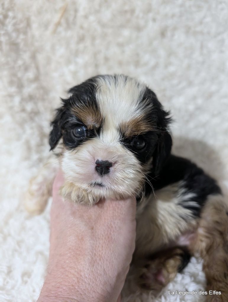 de la légende des elfes - Chiot disponible  - Cavalier King Charles Spaniel