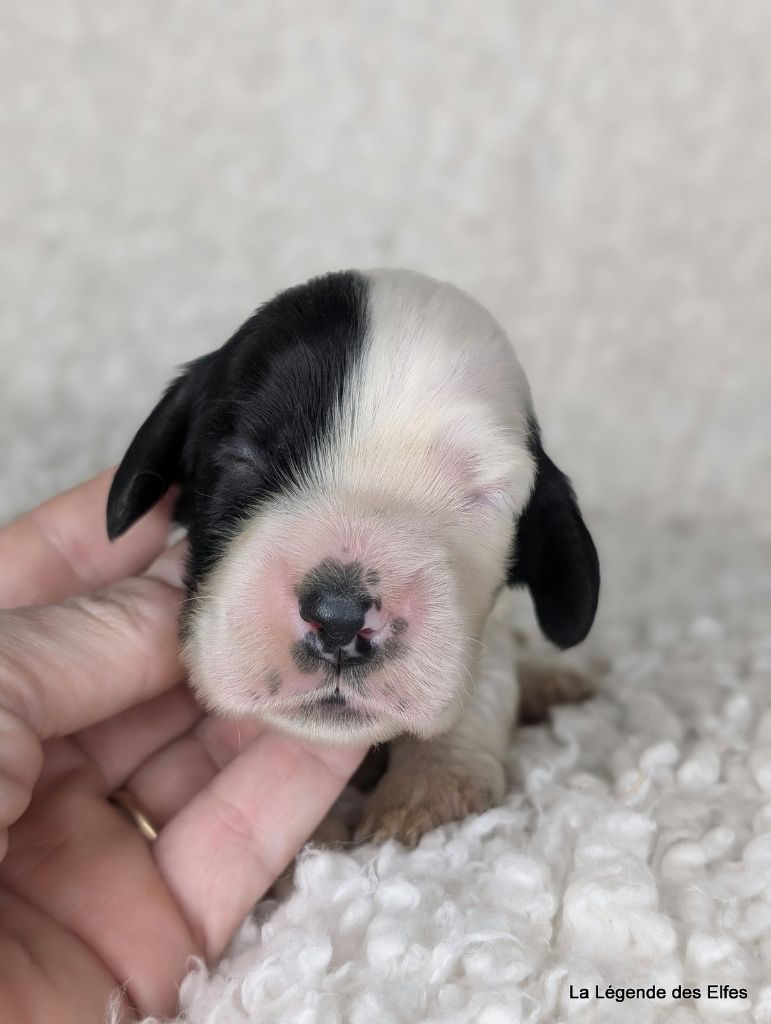 de la légende des elfes - Chiot disponible  - Cocker Spaniel Anglais