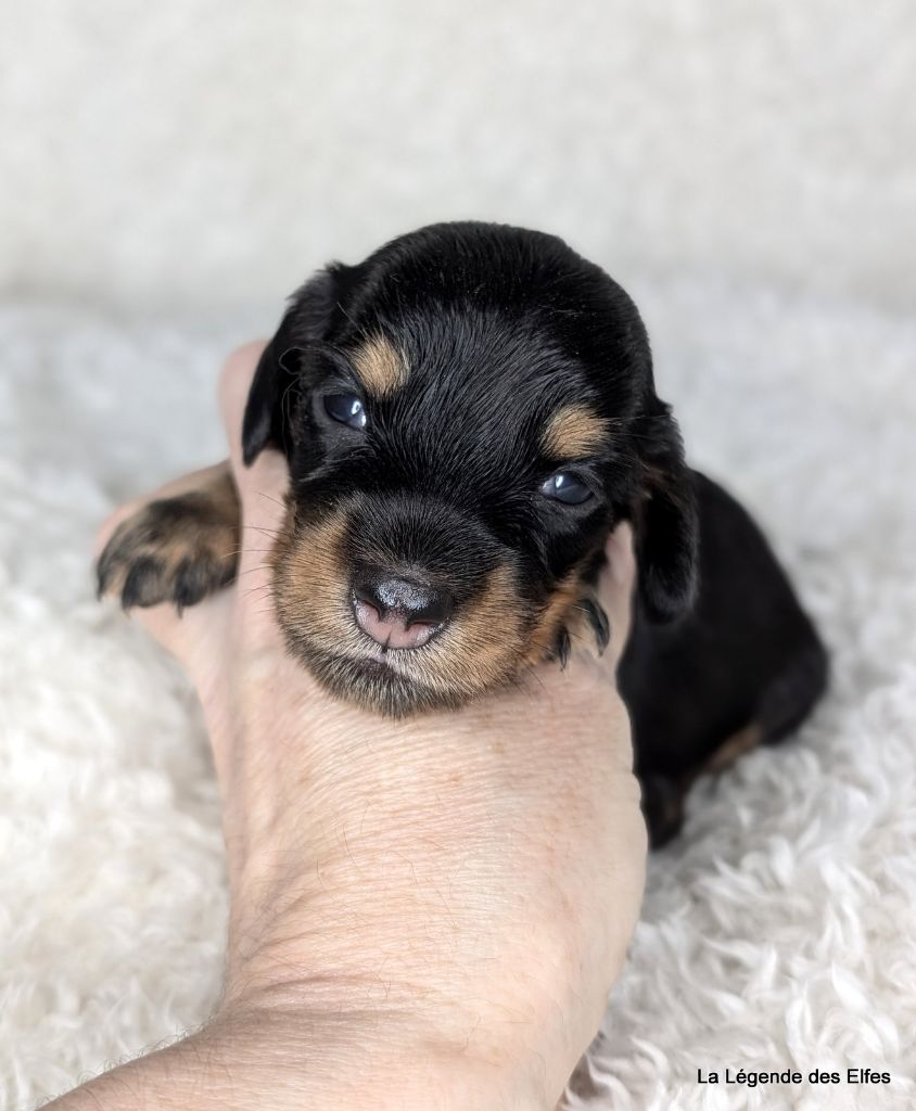 de la légende des elfes - Chiot disponible  - Teckel poil long