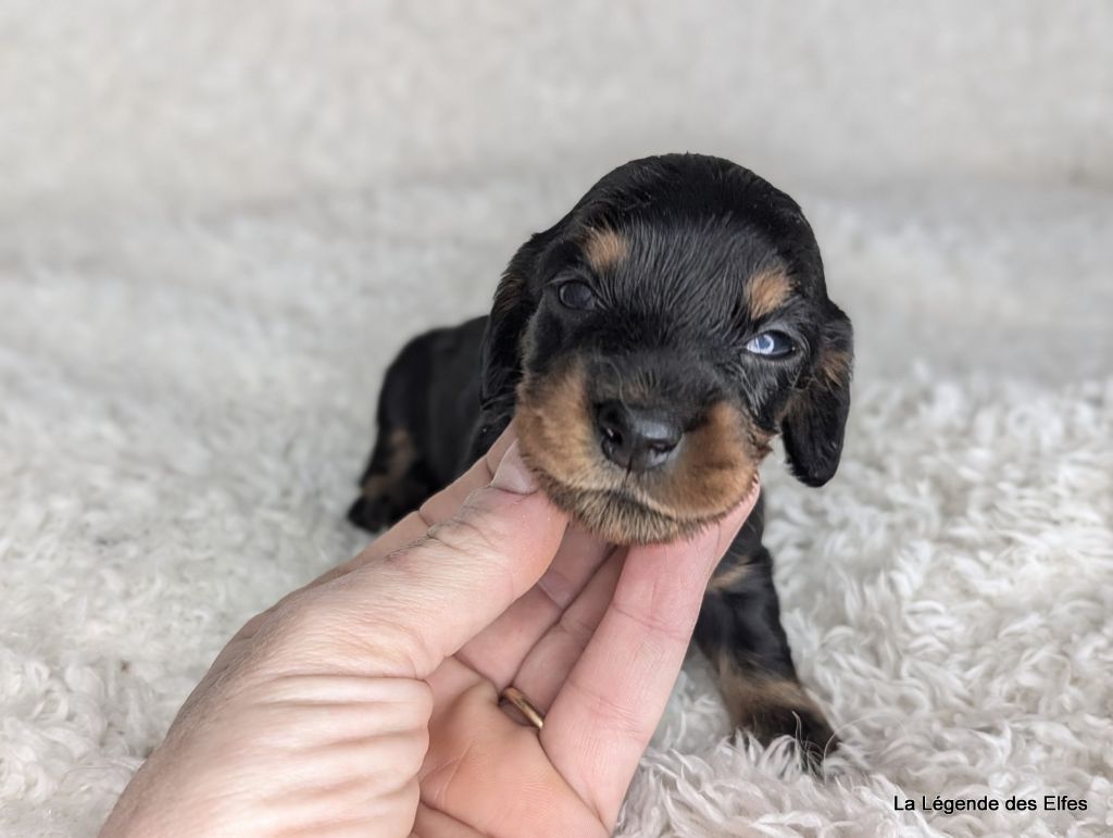 de la légende des elfes - Chiot disponible  - Teckel poil long