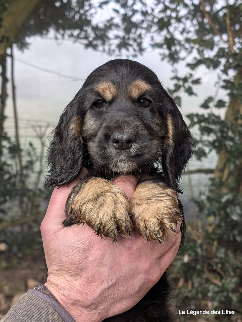 de la légende des elfes - Chiot disponible  - Cocker Spaniel Anglais