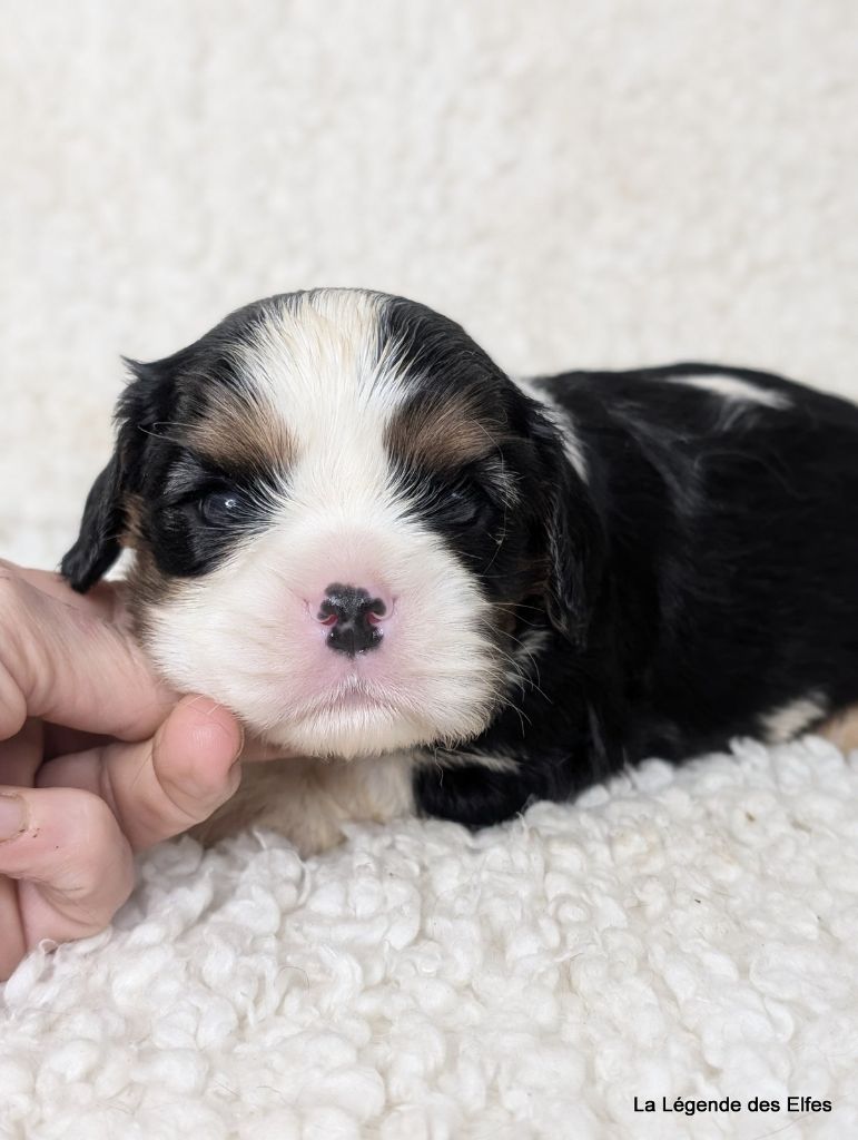 de la légende des elfes - Chiot disponible  - Cavalier King Charles Spaniel