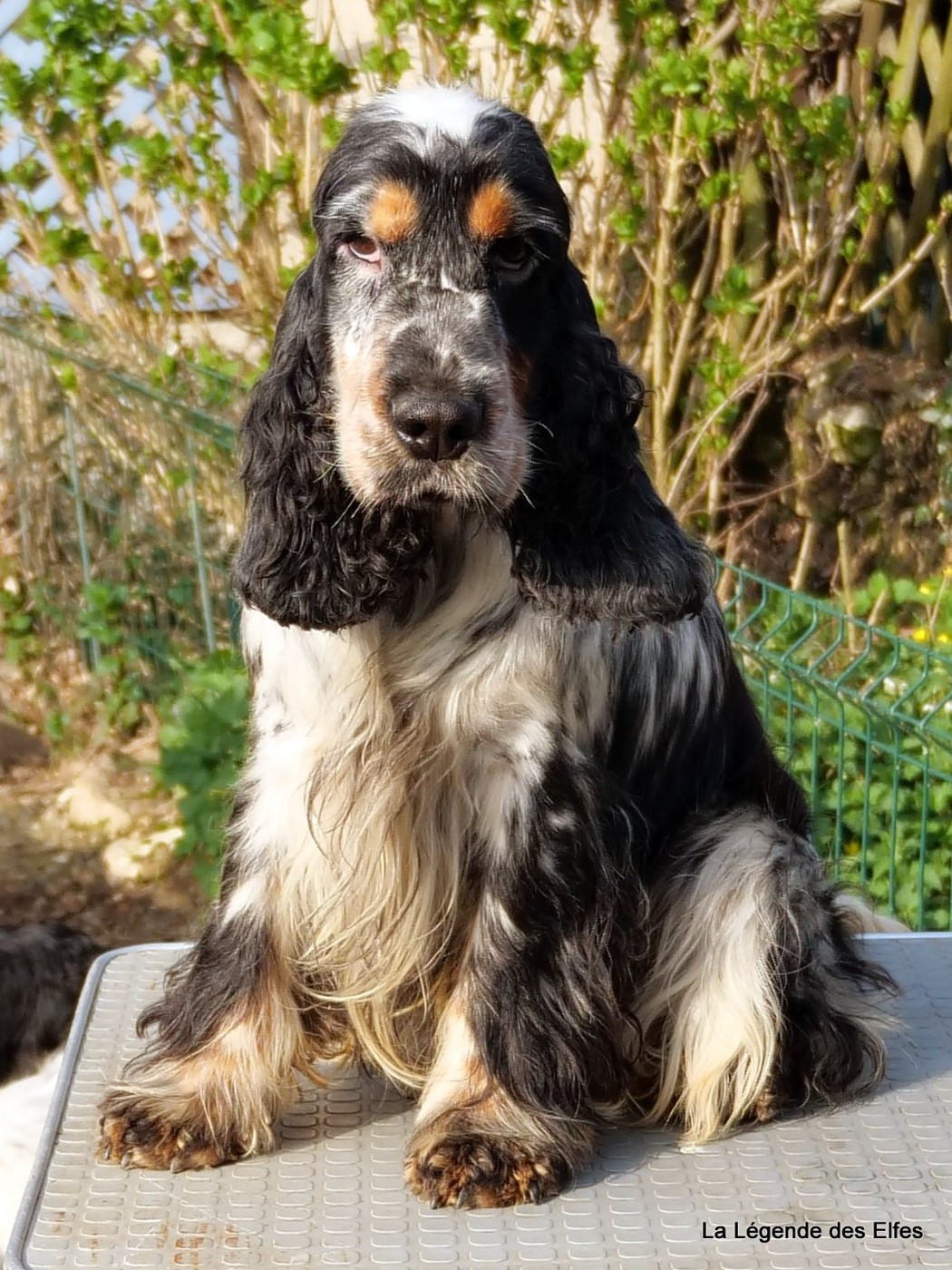 Utah beach de la légende des elfes