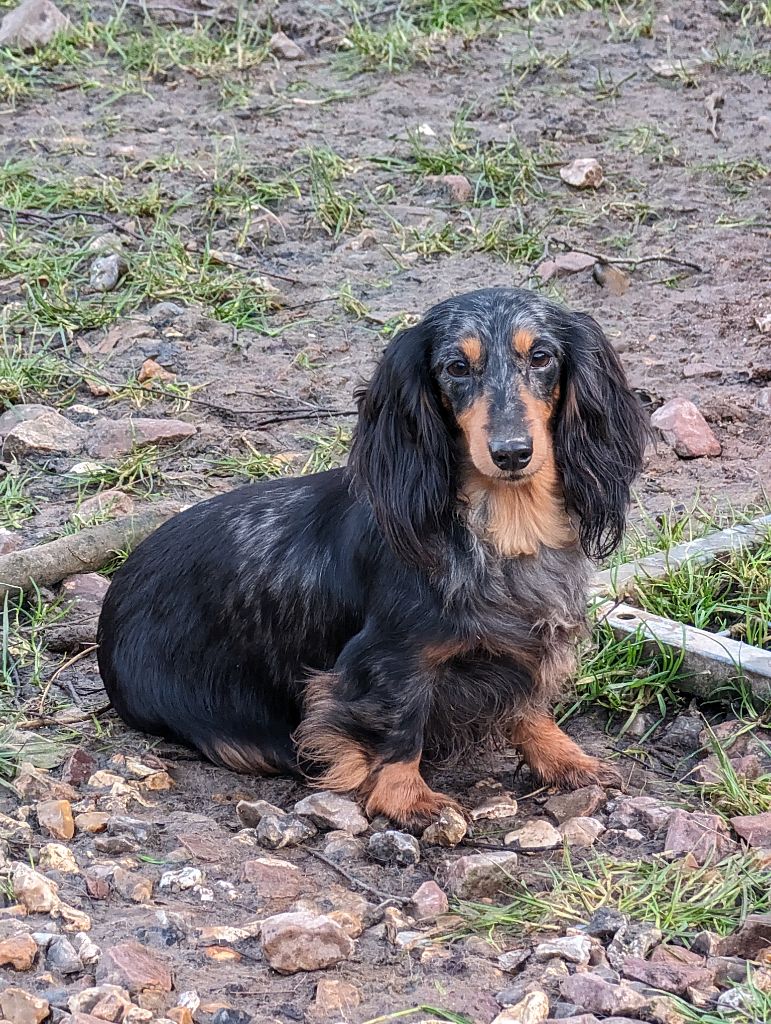 Phocea de de la légende des elfes