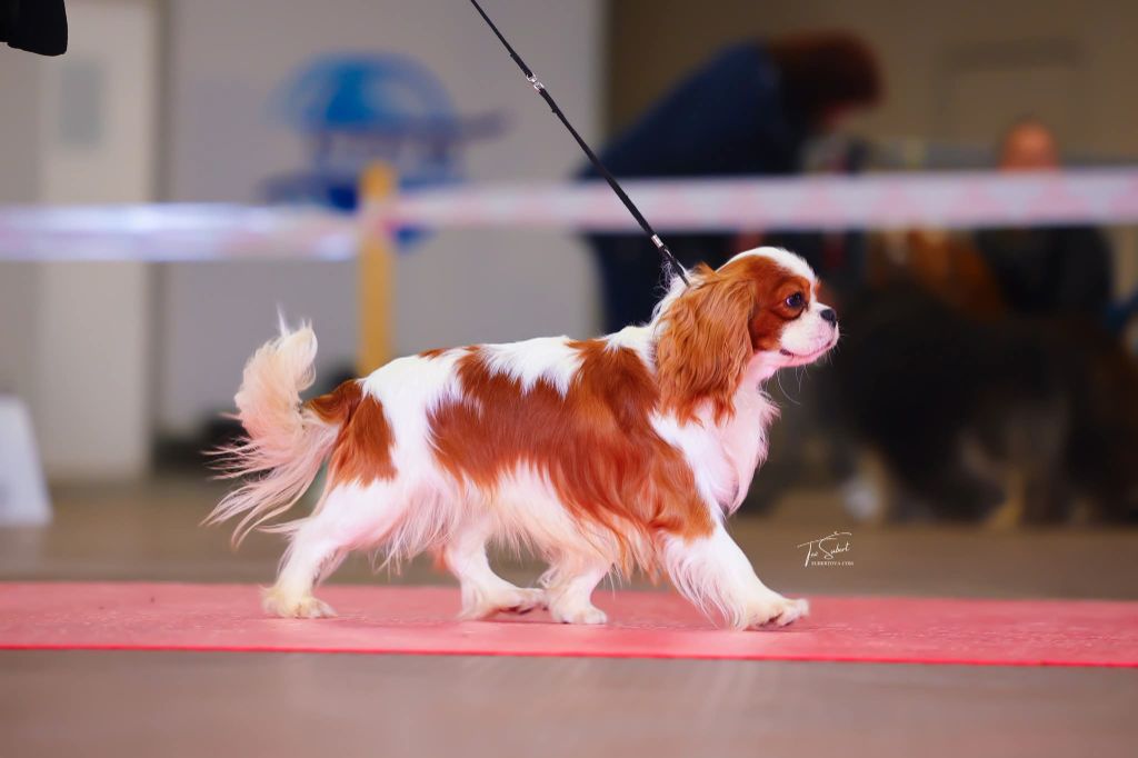 Vvoody woodpecker de la légende des elfes