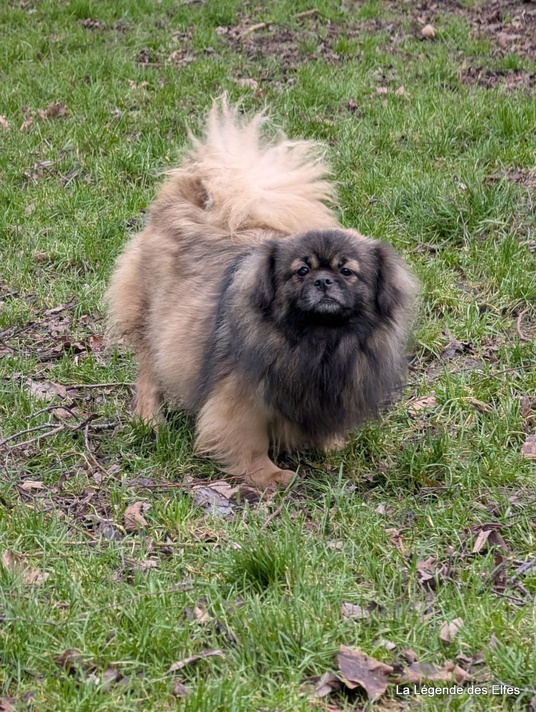 Ujiyari de la légende des elfes