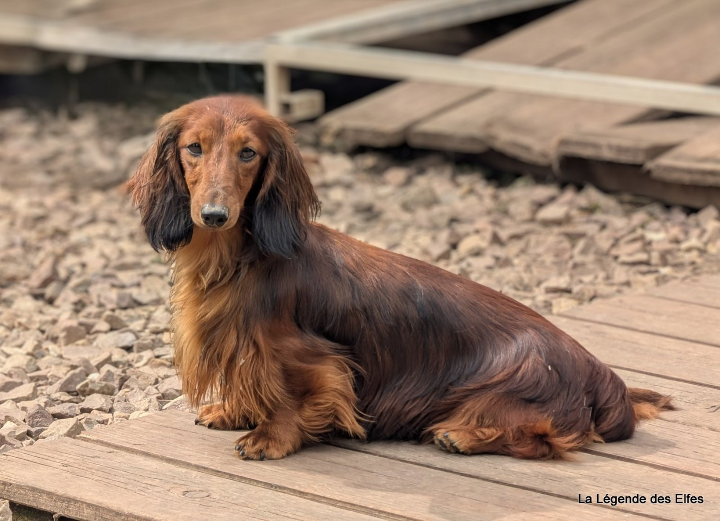 Vertige de l'Amour de la légende des elfes
