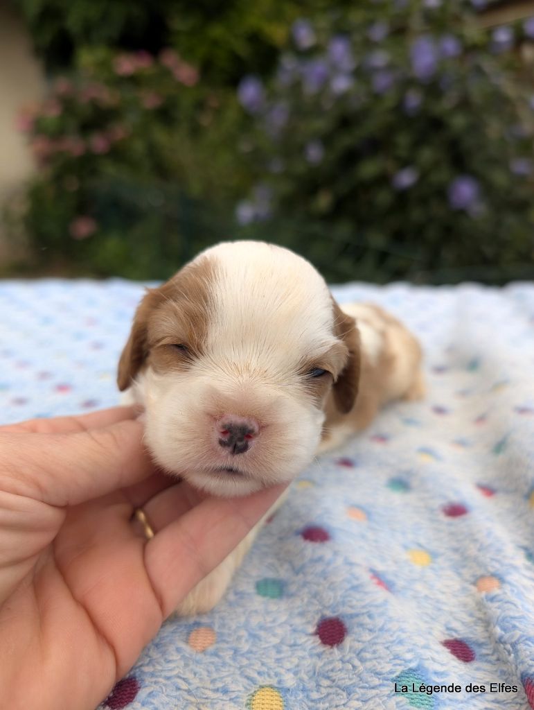 de la légende des elfes - Chiots disponibles - Cavalier King Charles Spaniel