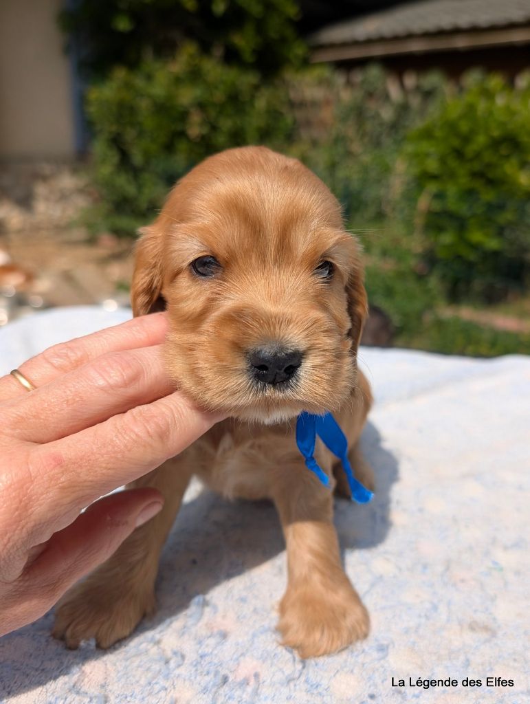 de la légende des elfes - Chiots disponibles - Cocker Spaniel Anglais