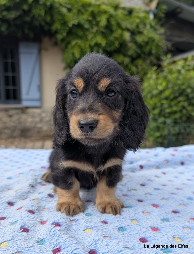 de la légende des elfes - Chiots disponibles - Teckel poil long