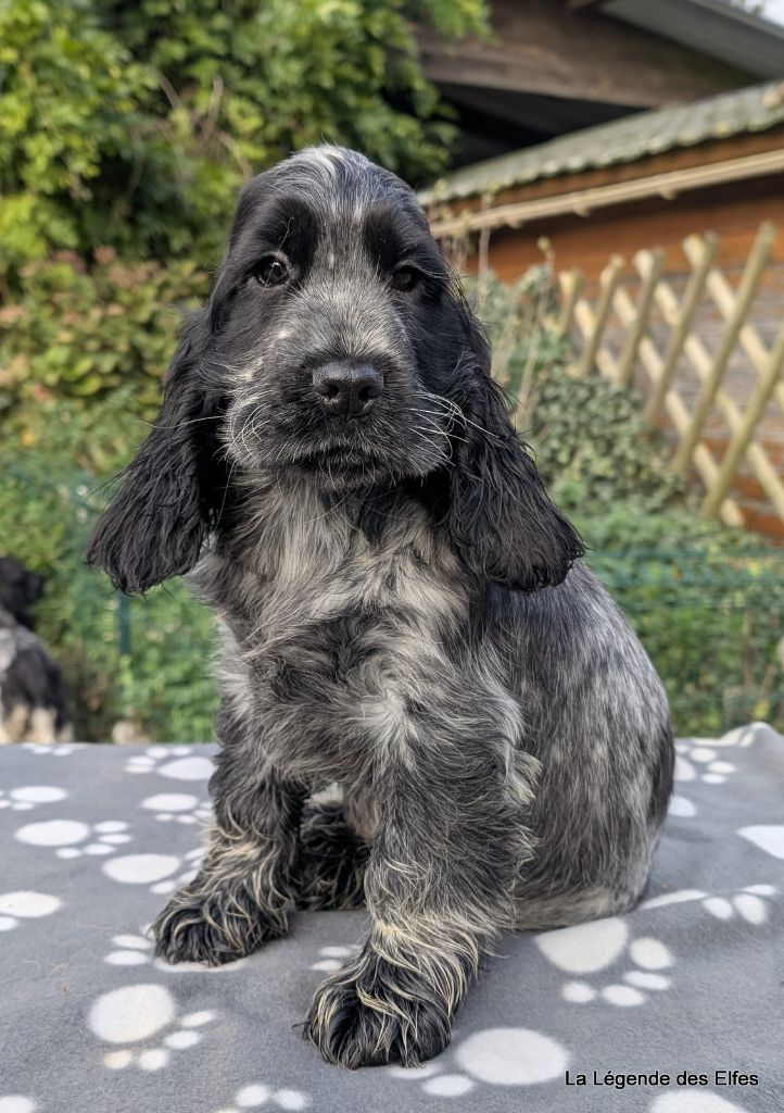 de la légende des elfes - Chiots disponibles - Cocker Spaniel Anglais