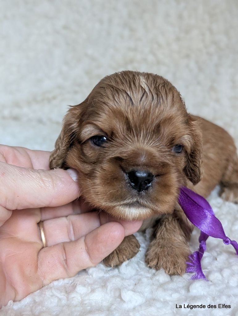 de la légende des elfes - Chiots disponibles - Cavalier King Charles Spaniel