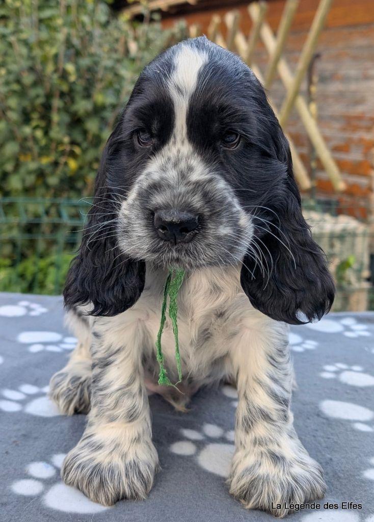 de la légende des elfes - Chiots disponibles - Cocker Spaniel Anglais