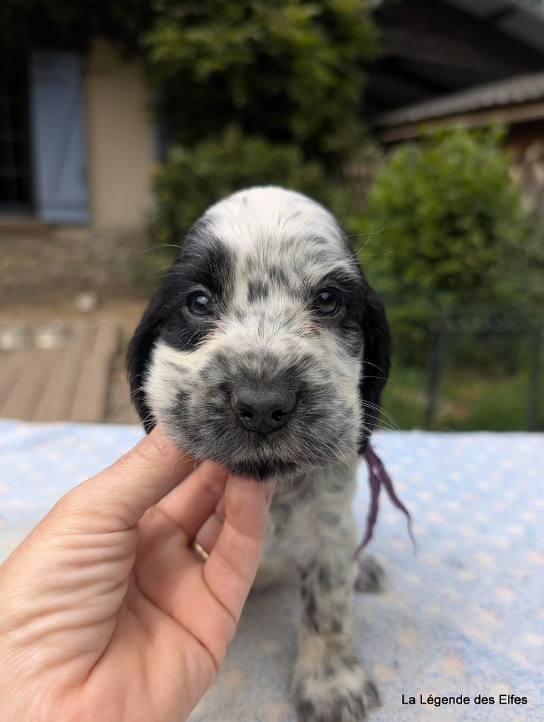 de la légende des elfes - Chiots disponibles - Cocker Spaniel Anglais