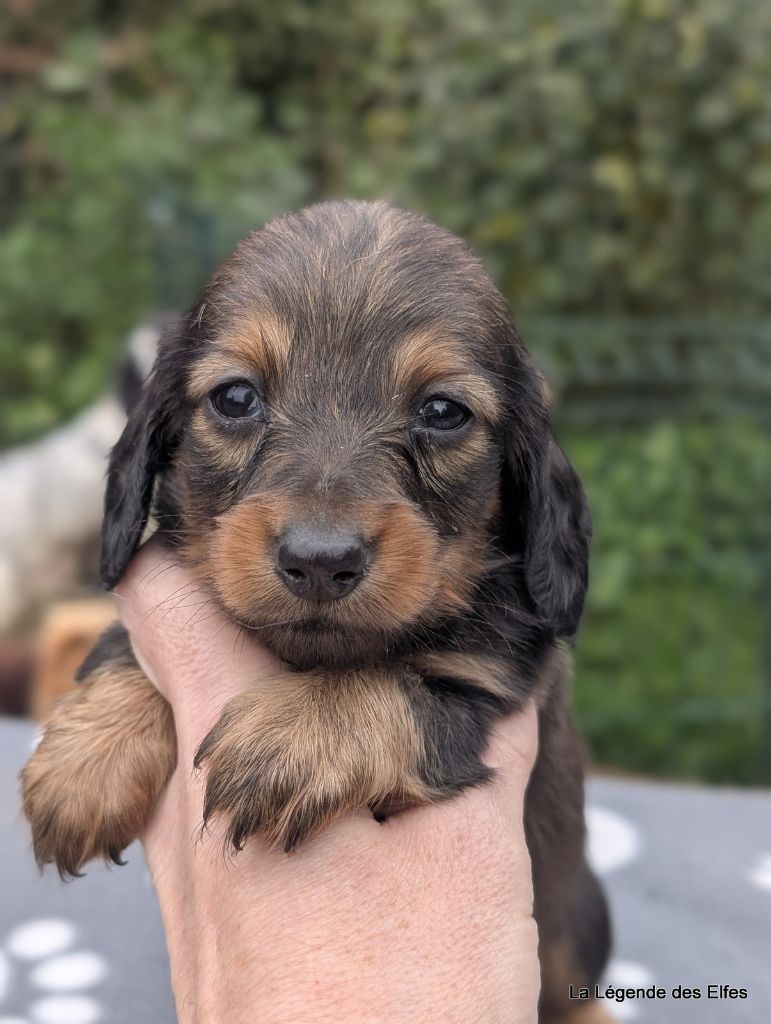 de la légende des elfes - Chiots disponibles - Teckel poil long