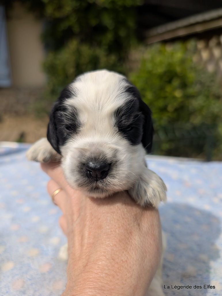 de la légende des elfes - Chiots disponibles - Cocker Spaniel Anglais