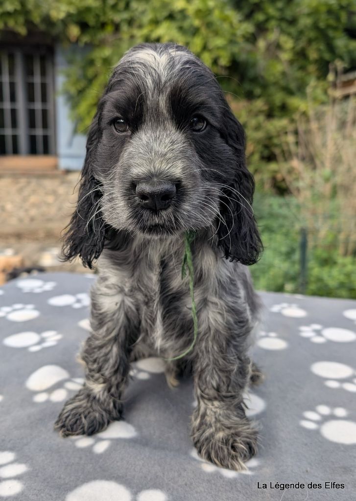 de la légende des elfes - Chiots disponibles - Cocker Spaniel Anglais