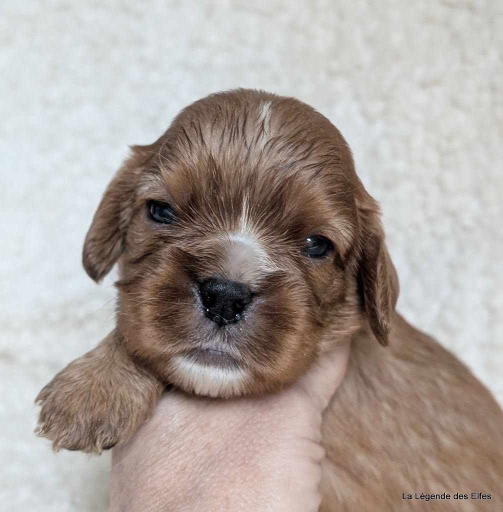 de la légende des elfes - Chiots disponibles - Cavalier King Charles Spaniel