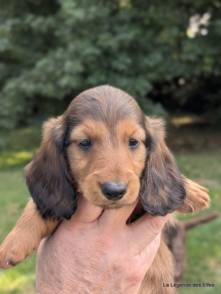 de la légende des elfes - Chiots disponibles - Teckel poil long