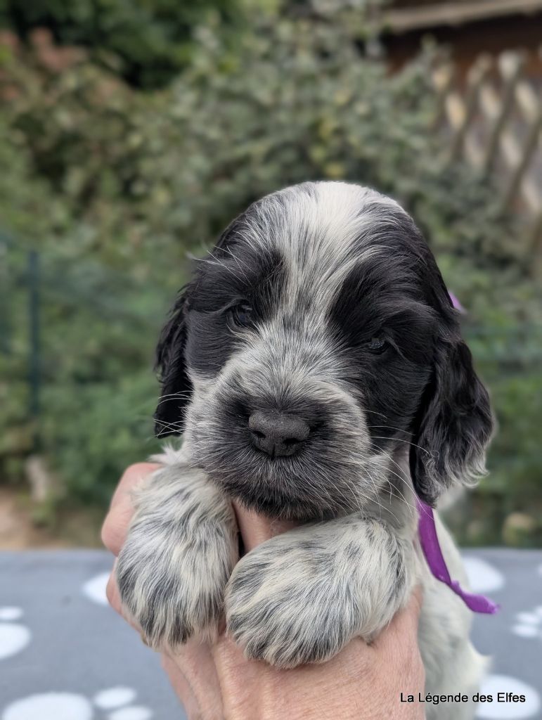 de la légende des elfes - Chiots disponibles - Cocker Spaniel Anglais