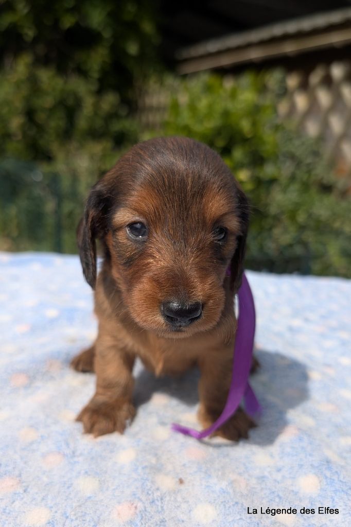 de la légende des elfes - Chiots disponibles - Teckel poil long