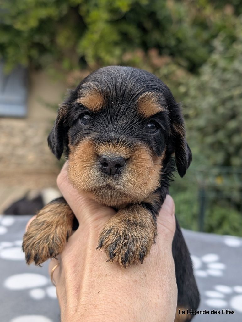 de la légende des elfes - Chiots disponibles - Cocker Spaniel Anglais