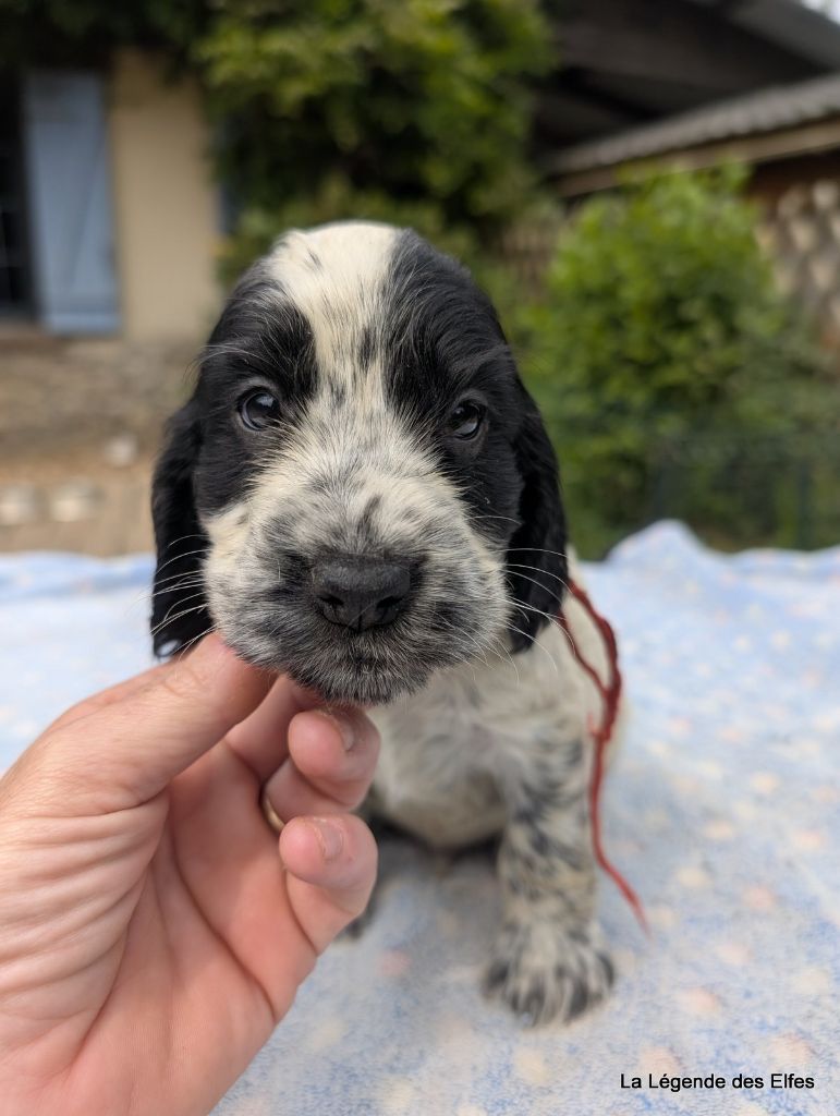 de la légende des elfes - Chiots disponibles - Cocker Spaniel Anglais
