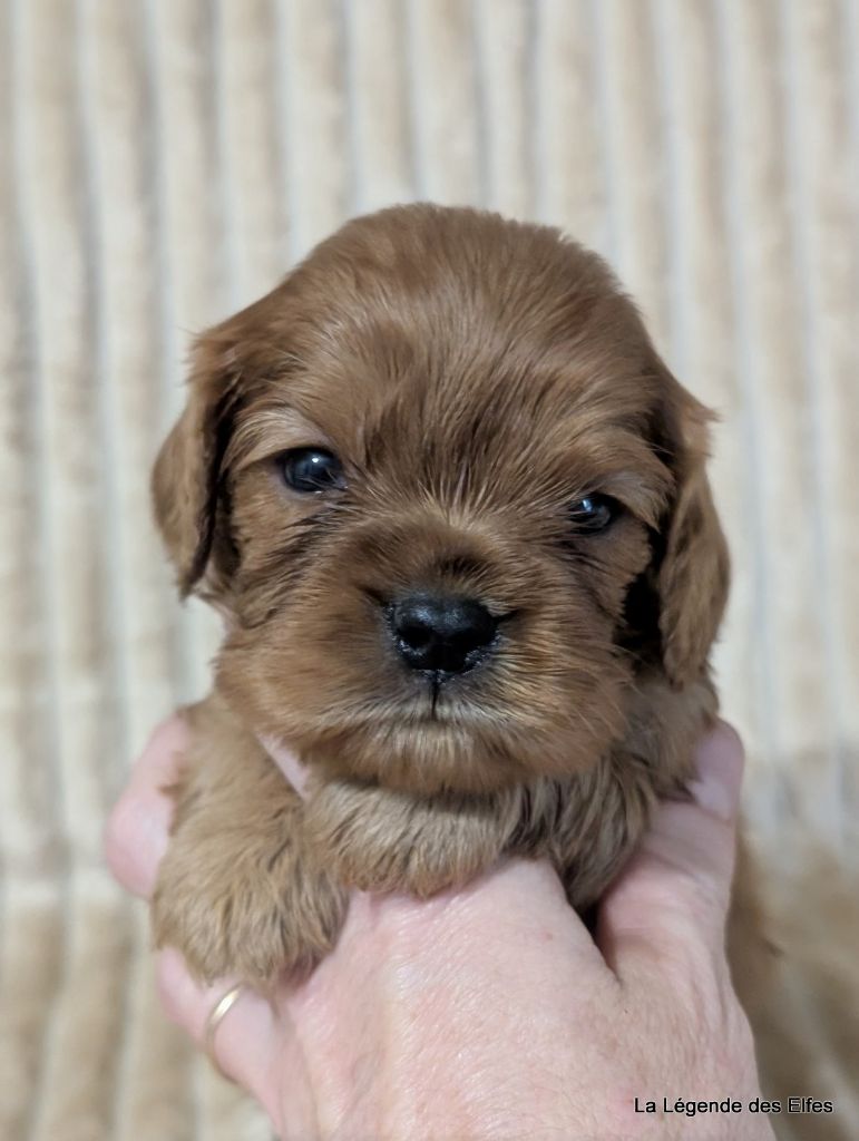 de la légende des elfes - Chiots disponibles - Cavalier King Charles Spaniel