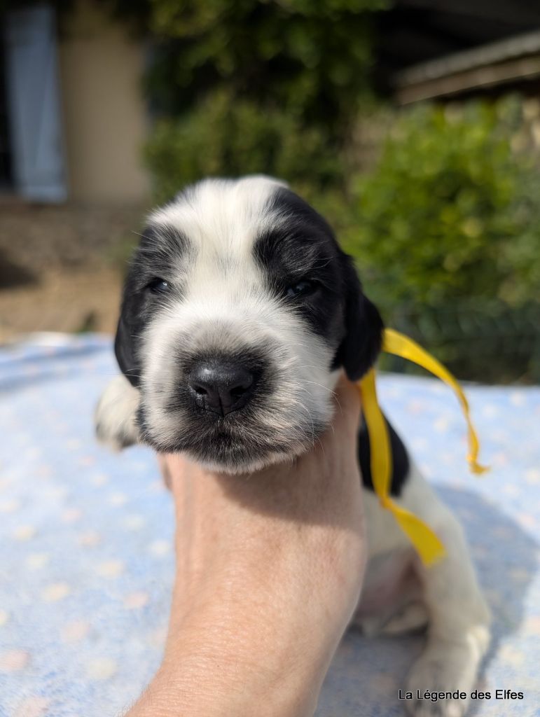 de la légende des elfes - Chiots disponibles - Cocker Spaniel Anglais
