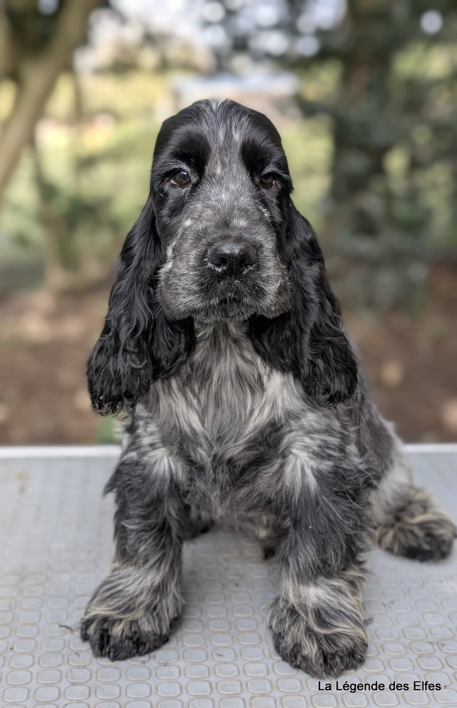 de la légende des elfes - Chiots disponibles - Cocker Spaniel Anglais