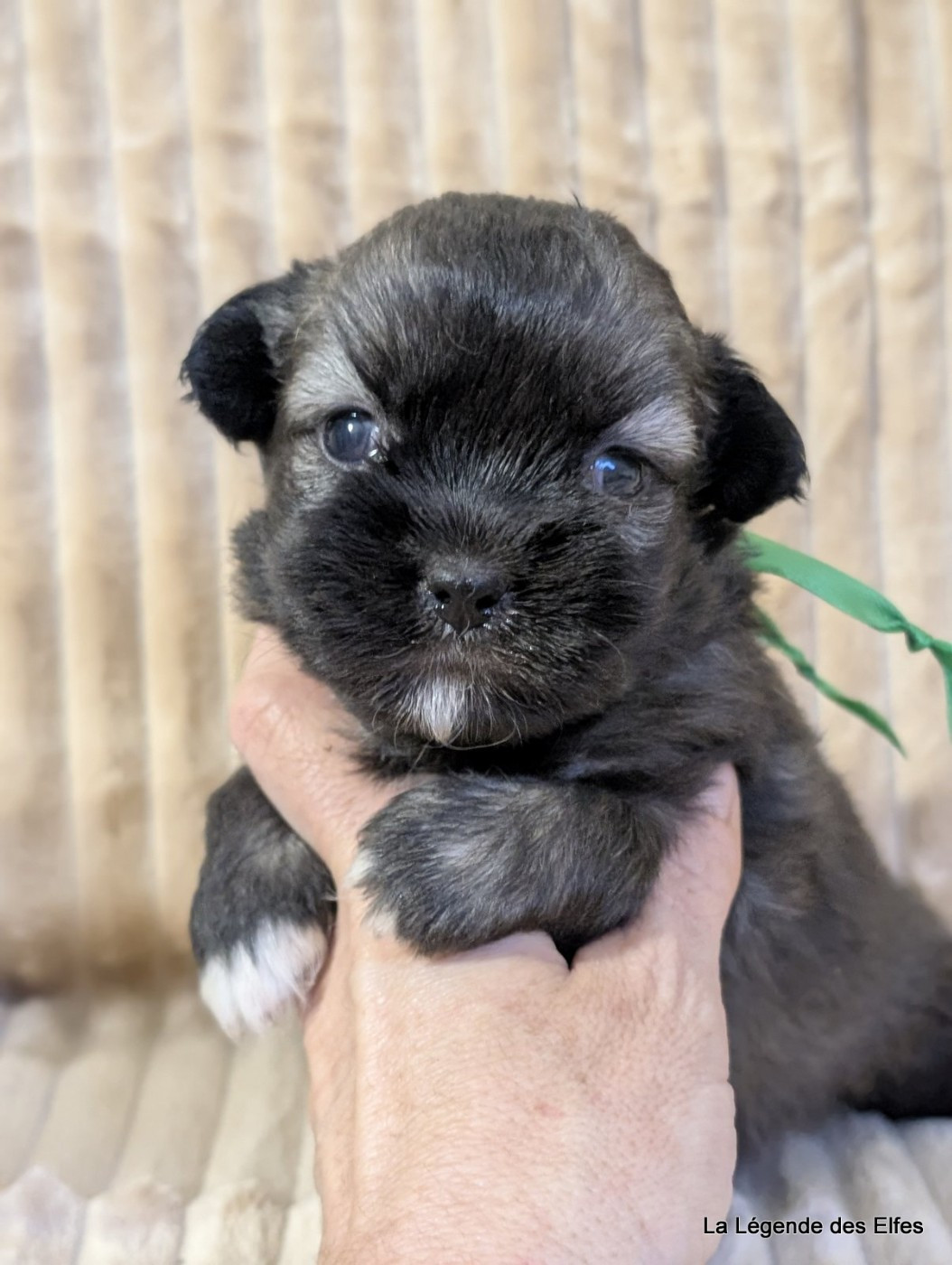 de la légende des elfes - Chiots disponibles - Epagneul tibetain