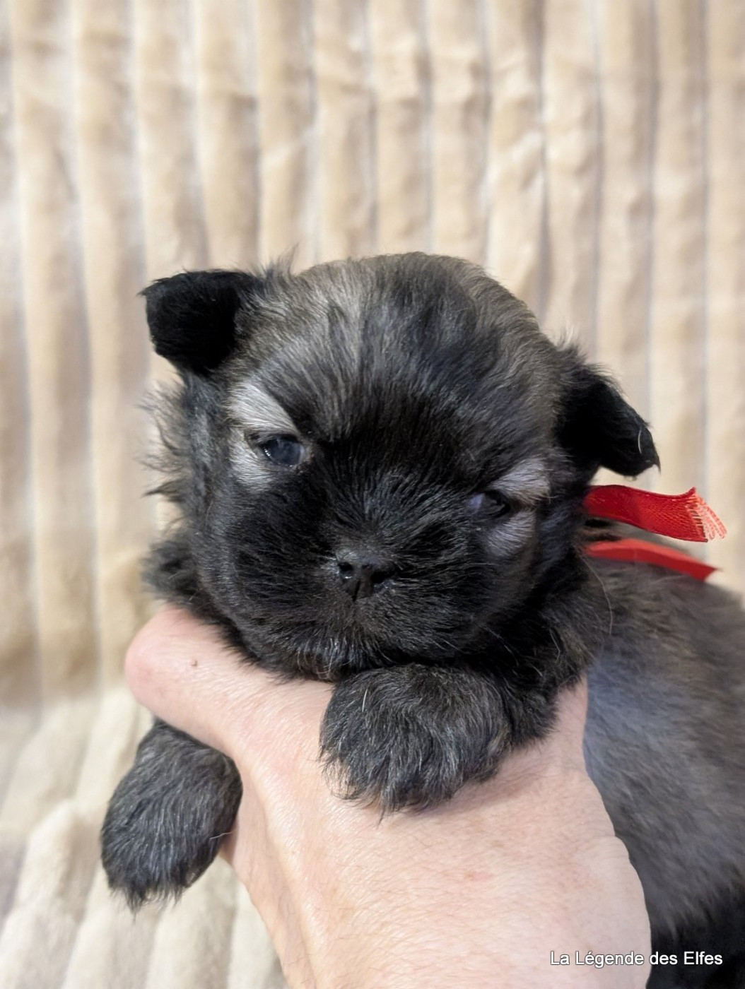 de la légende des elfes - Chiots disponibles - Epagneul tibetain