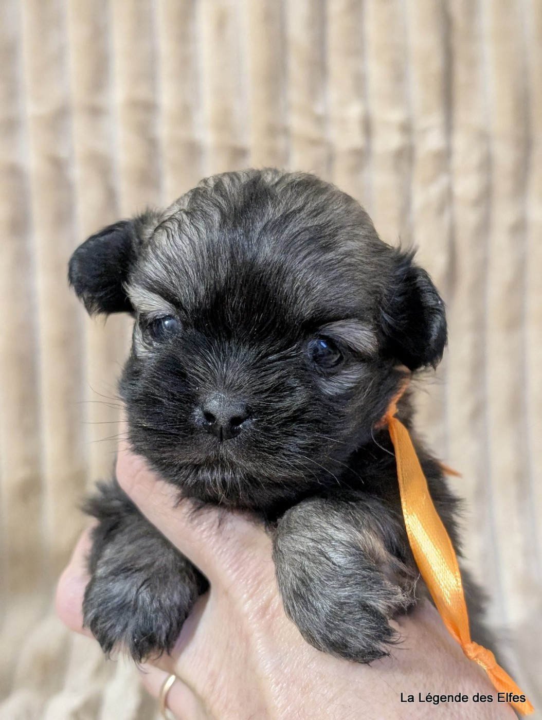 de la légende des elfes - Chiots disponibles - Epagneul tibetain