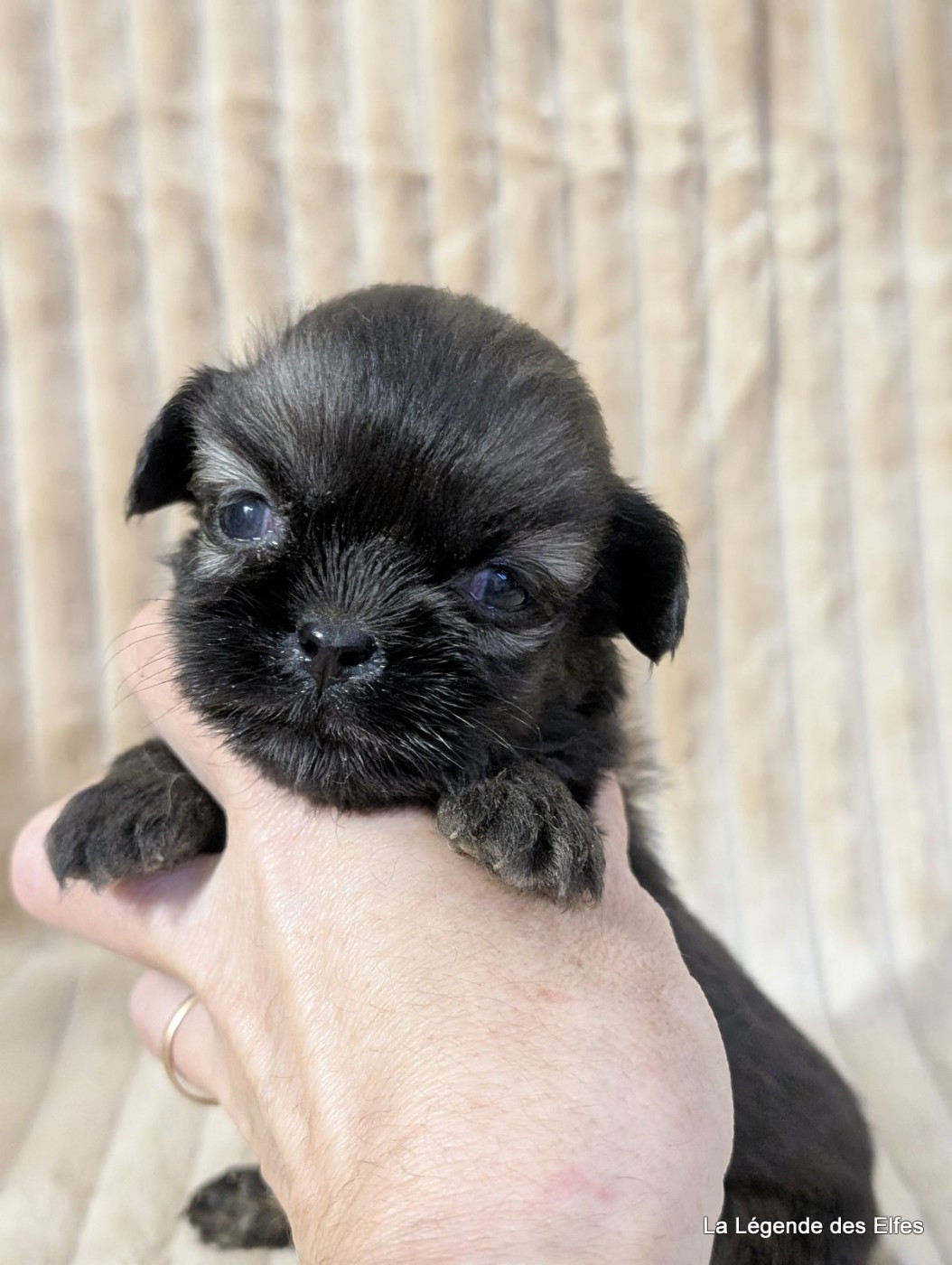 de la légende des elfes - Chiots disponibles - Epagneul tibetain