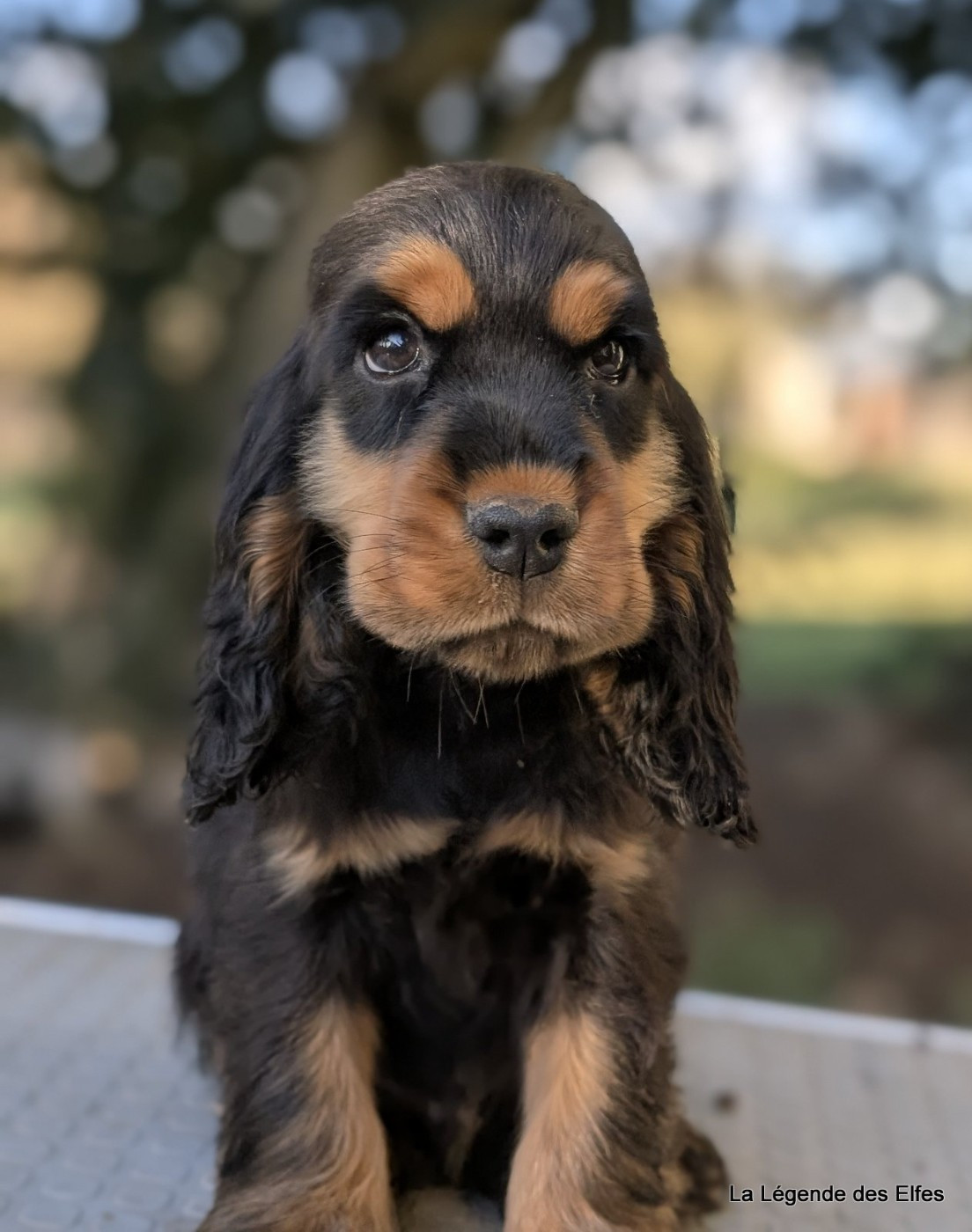 de la légende des elfes - Chiots disponibles - Cocker Spaniel Anglais